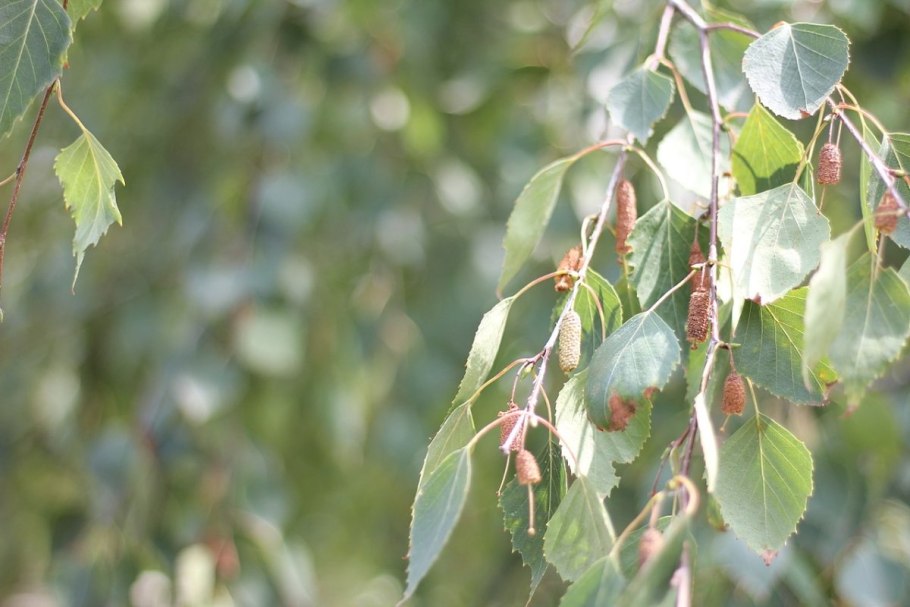 Betula pendula Karaca