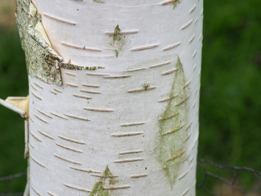Береза Жакмона &#96;Doorenbos&#96; (Betula utilis &#96;Doorenbos&#96;)