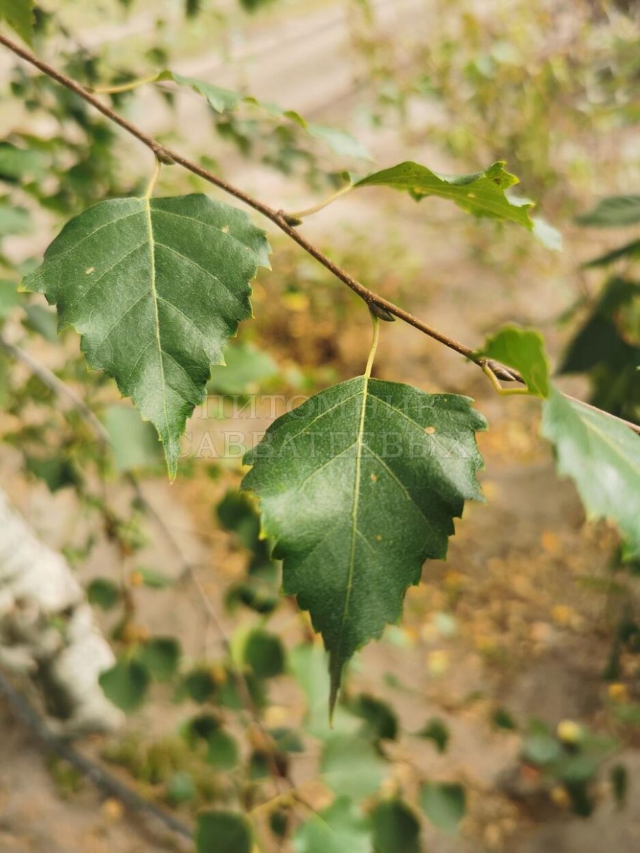 Betula pendula Zwitsers Glorie