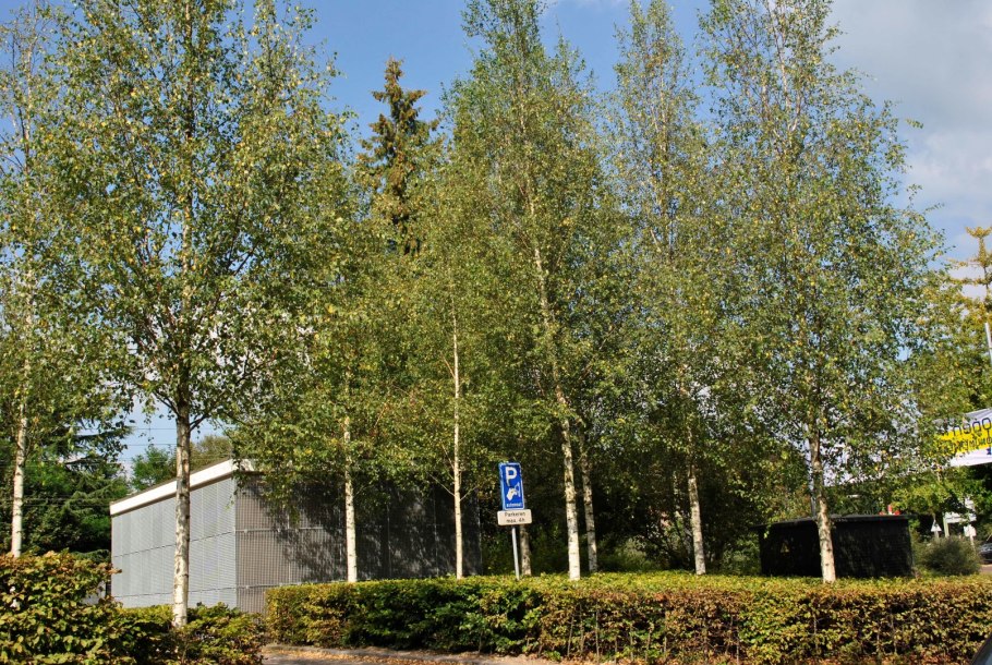 Береза Звистер Глори