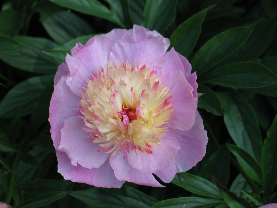 Пион травянистый голубая Жемчужина