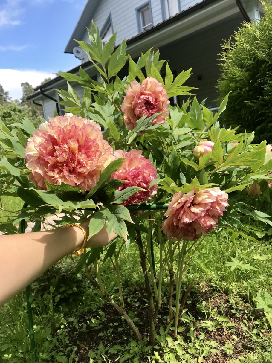 Kinkaku пион древовидный