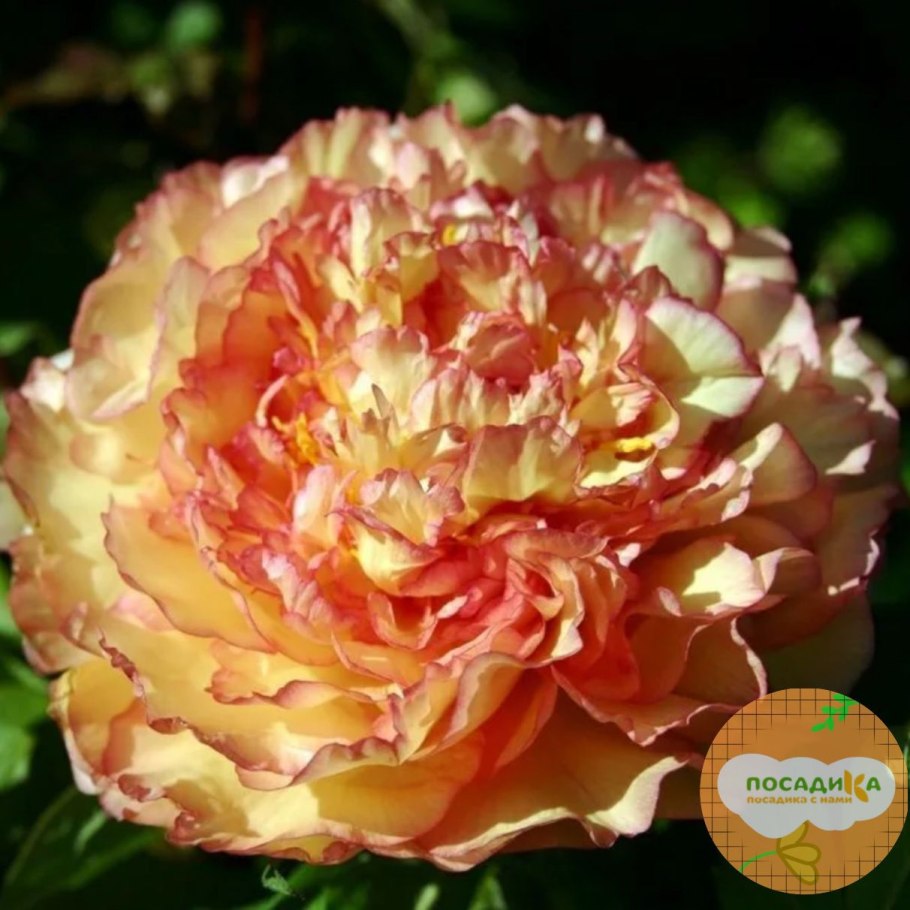 Пион древовидный кинго