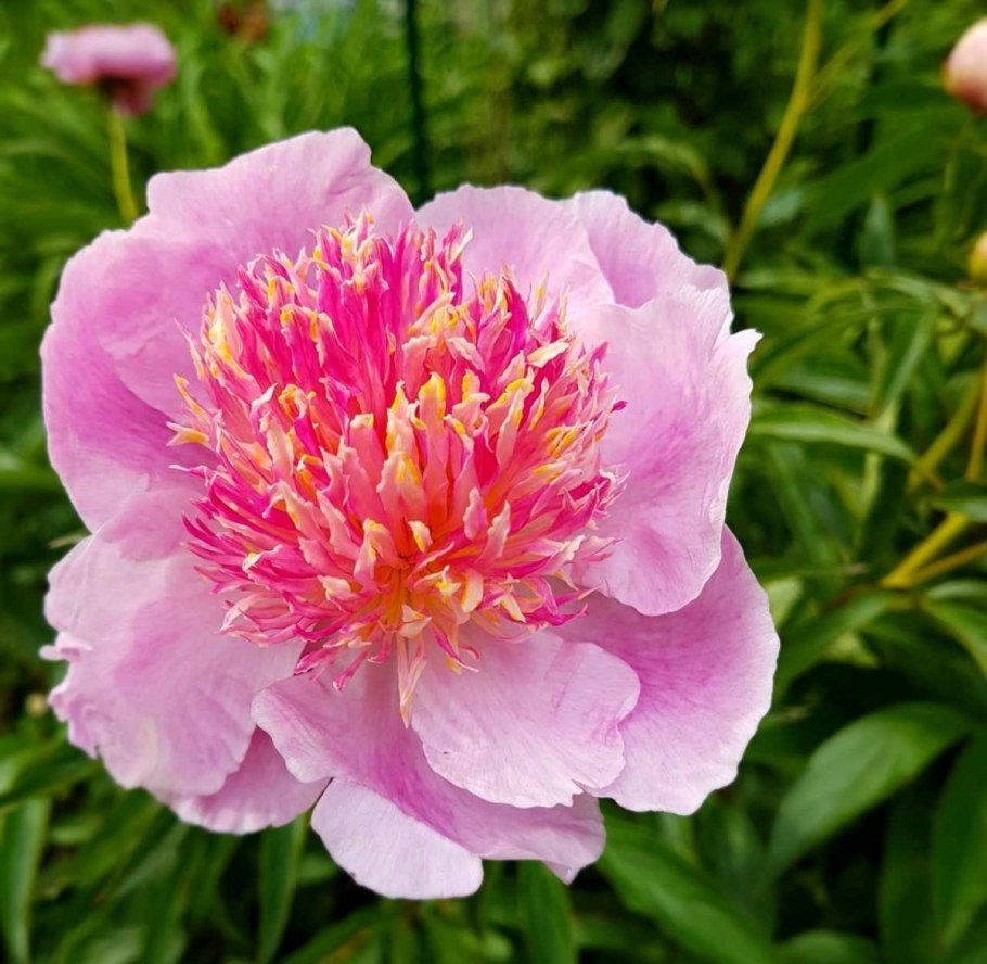 Пион травянистый Жемчужная россыпь