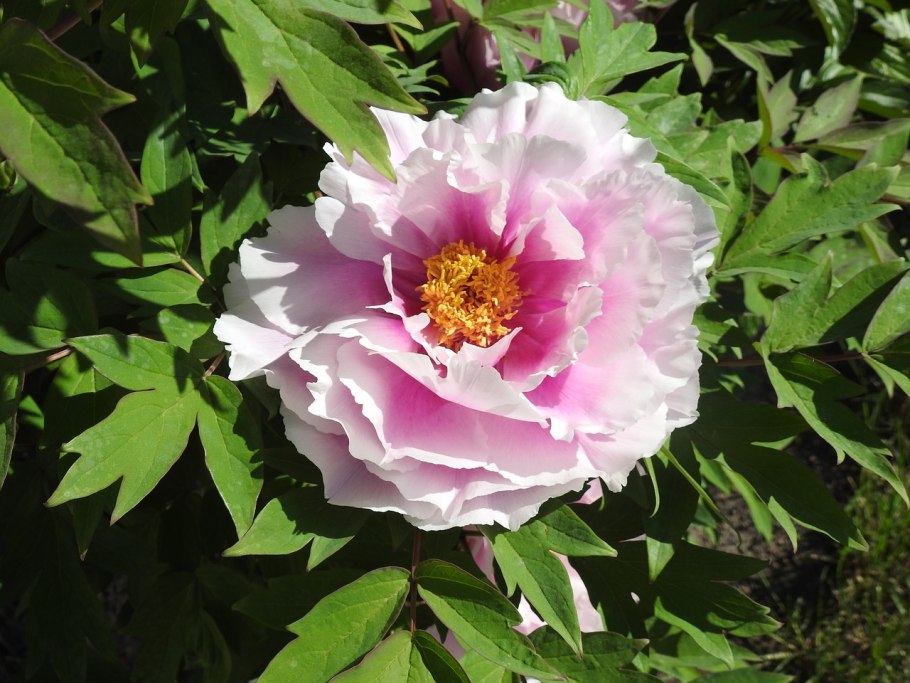 Пион древовидный Кинко