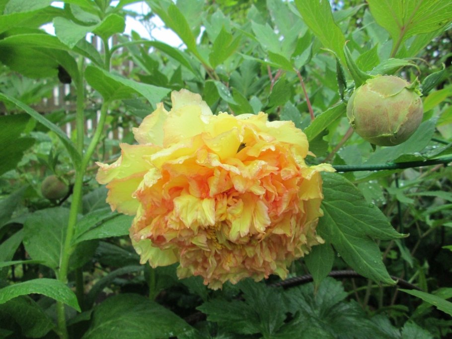 Kinkaku пион древовидный