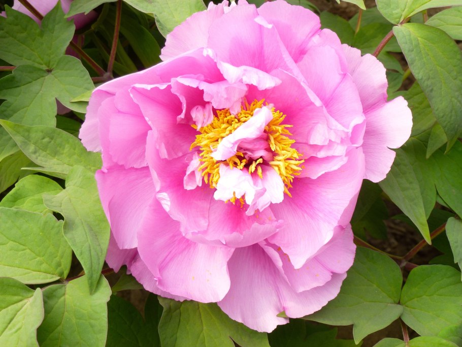 Пион Анжело Кобб Фриборн