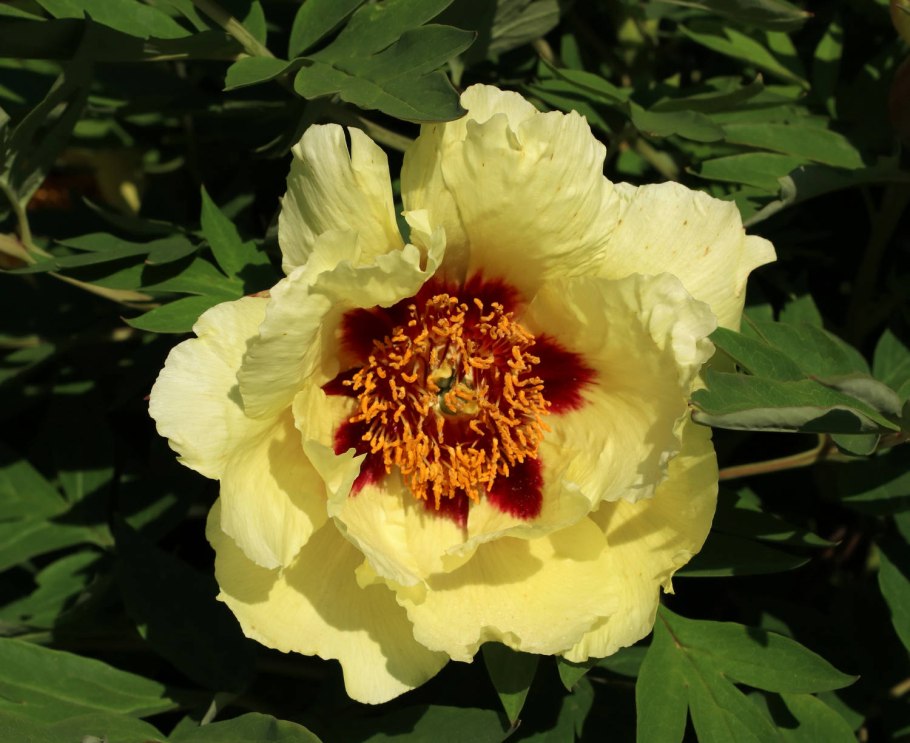 Пион древовидный Хай Хуанг