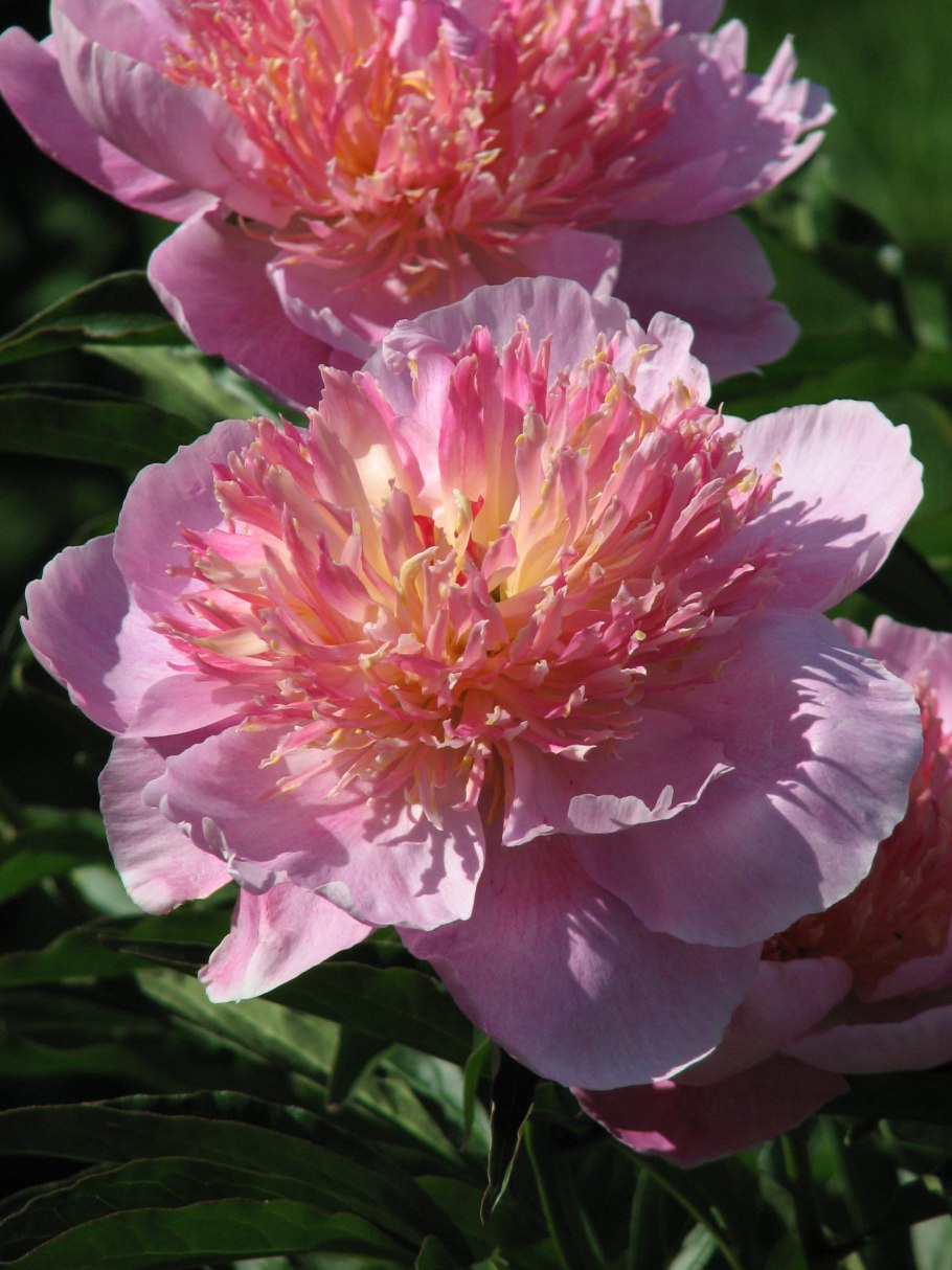 Пион Zhemchuzhnaya Rossip