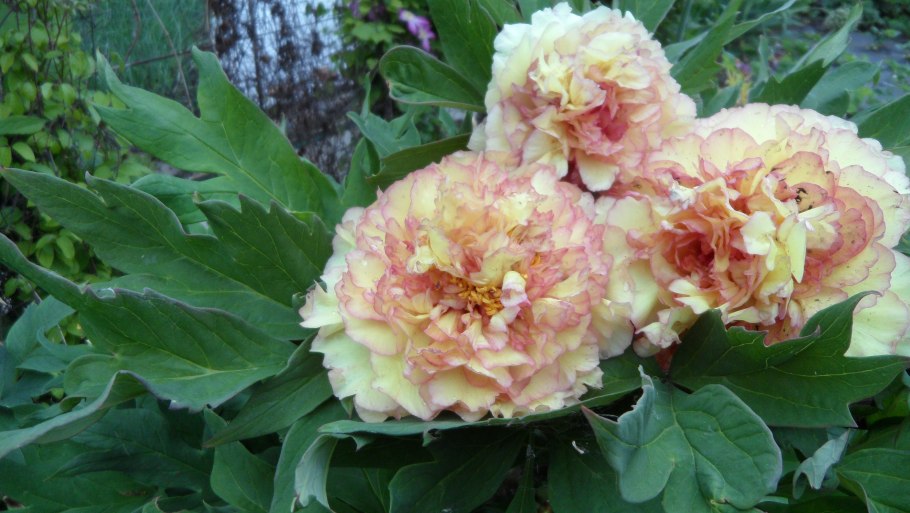 Пион Лантиан Джей