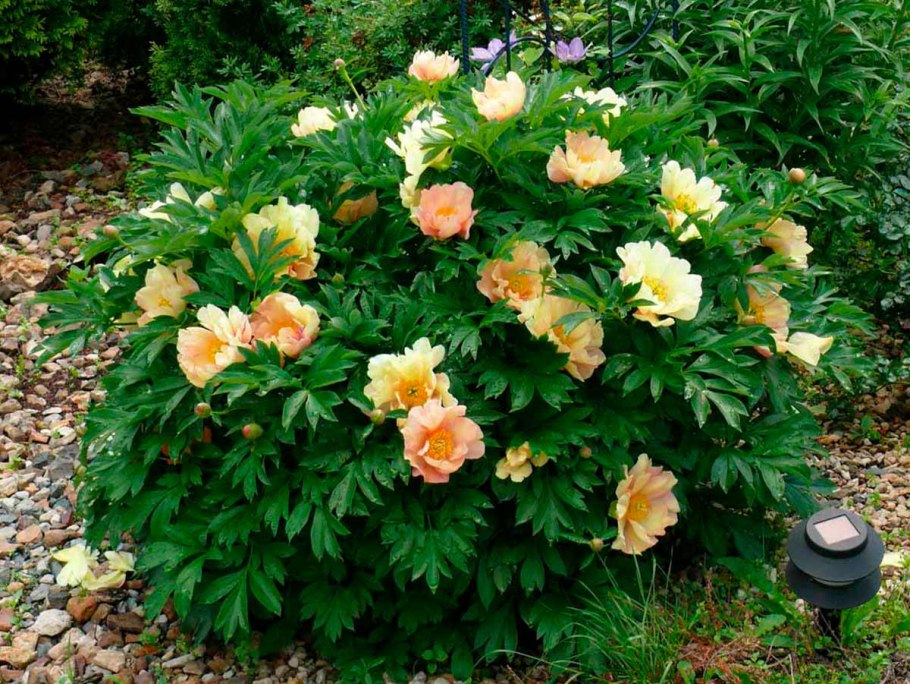 Пион древовидный летний дворец