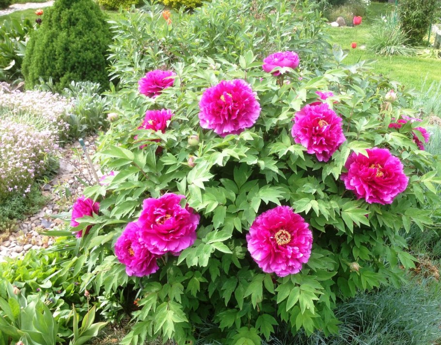 Пион древовидный дак Блэк Пепл