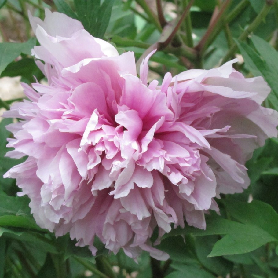 Пион древовидный Houki