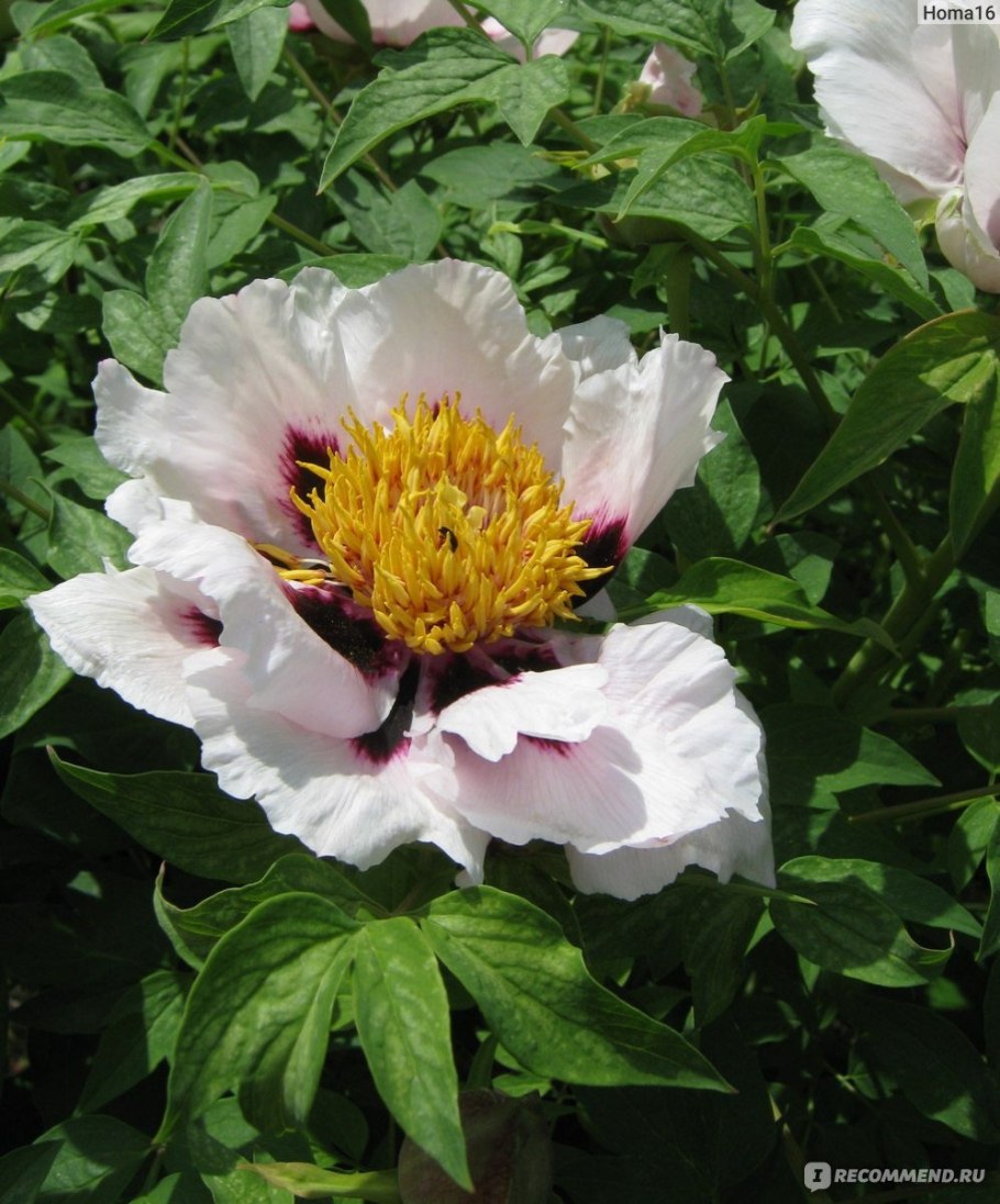 Пион молочноцветковый "Жемчужная россыпь"