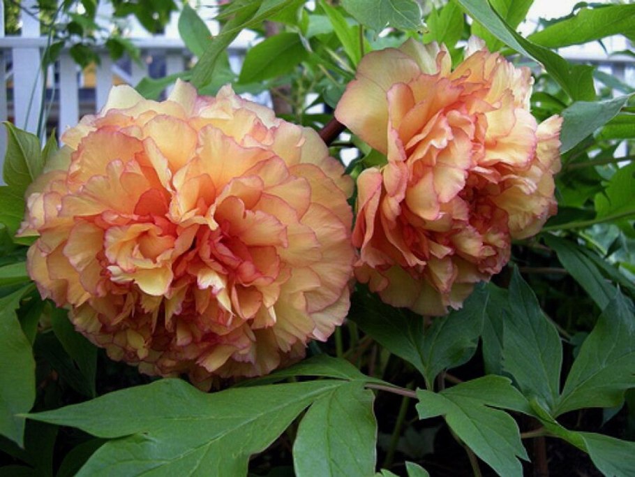 Пион древовидный Jin ge (Kinkaku)