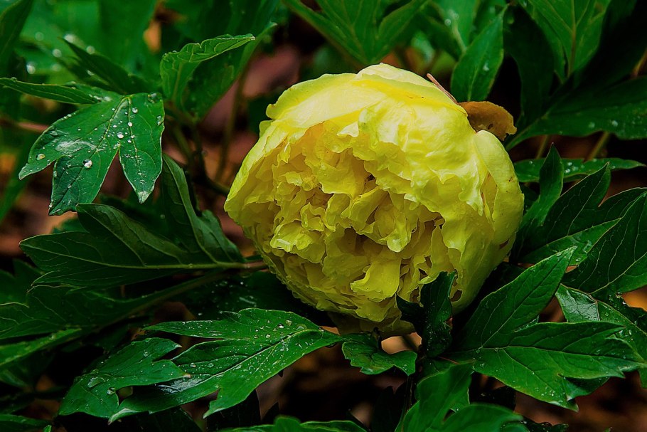 Пион древовидный коралловый остров