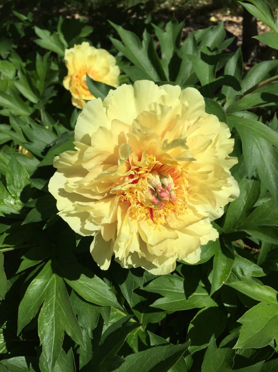 Пион Ито-гибрид Бартзелла