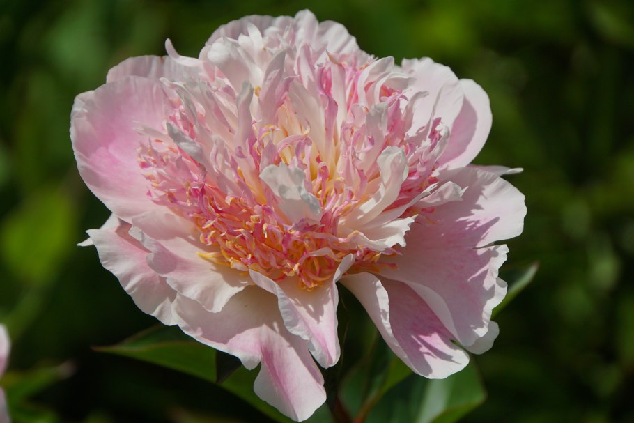 Пион Йеллоу Краун