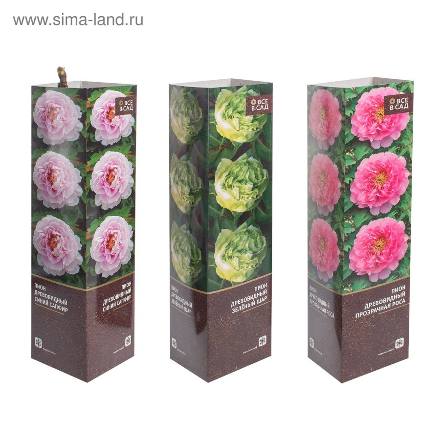 Kinkaku пион древовидный