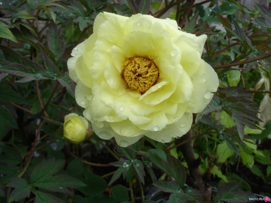 Пион древовидный Золотая россыпь