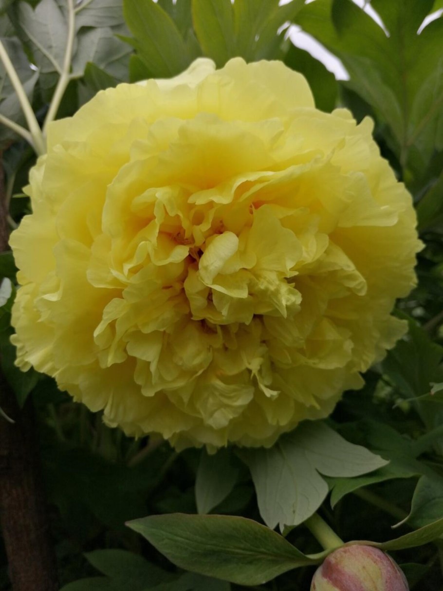 Пион древовидный Шима нишики