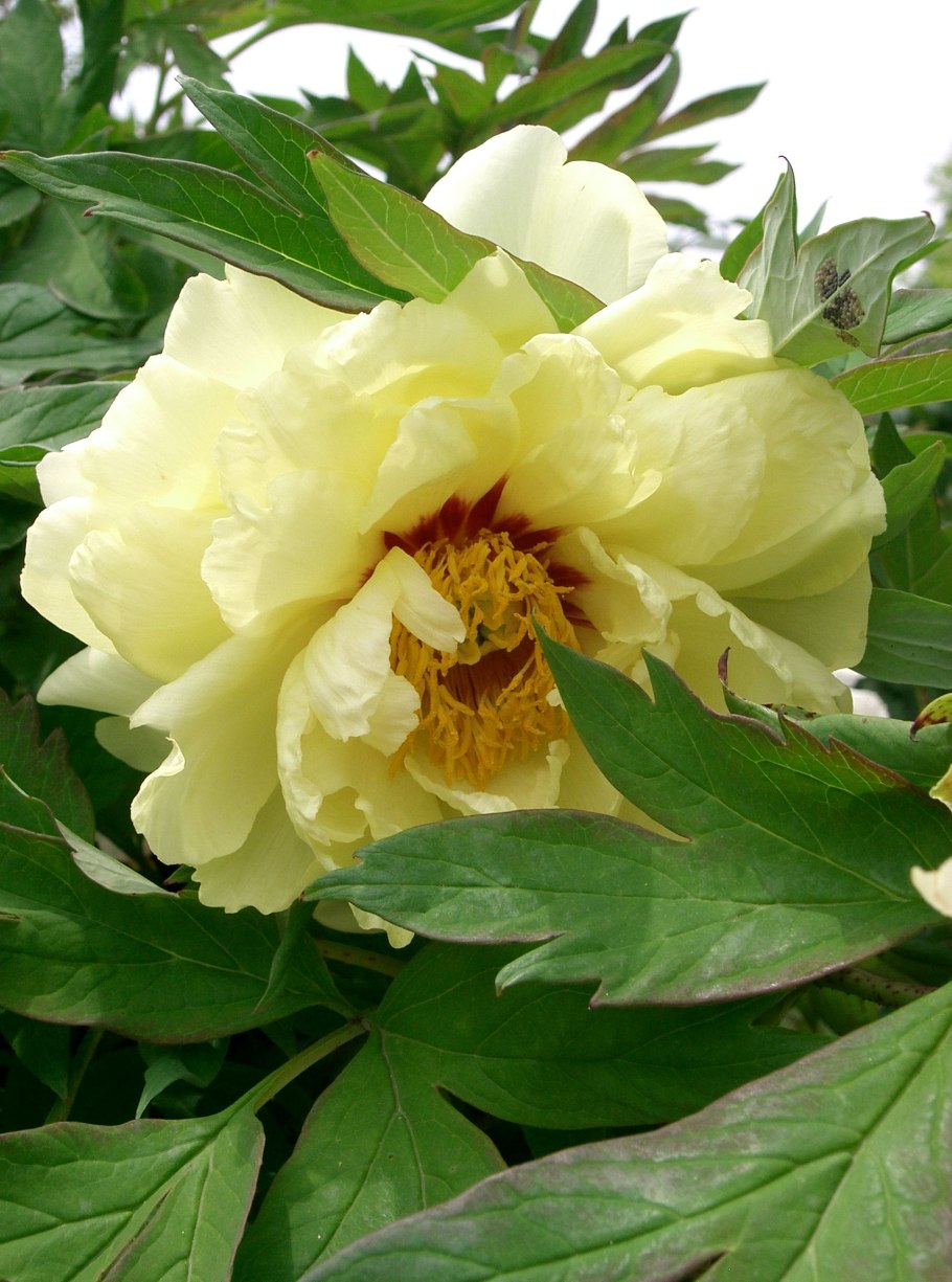 Пион Хай НУН