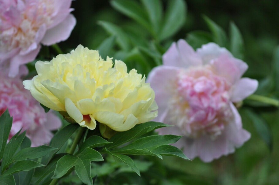 Пион perfect Princess