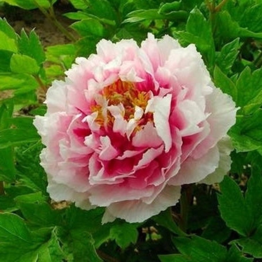 Пион древовидный хайнун