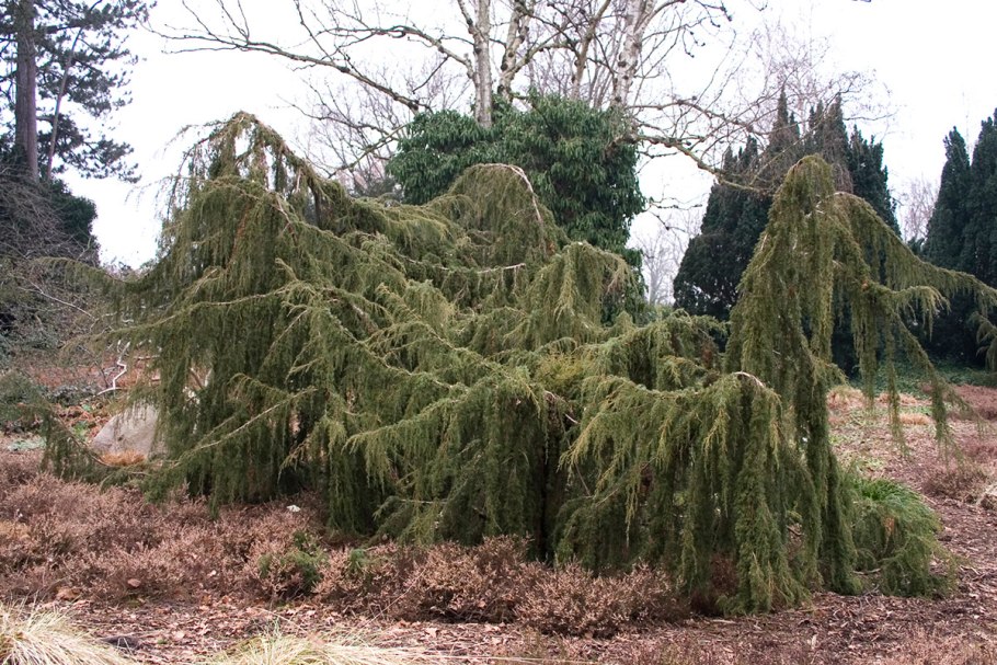 Лиственница европейская Larix decidua pendula