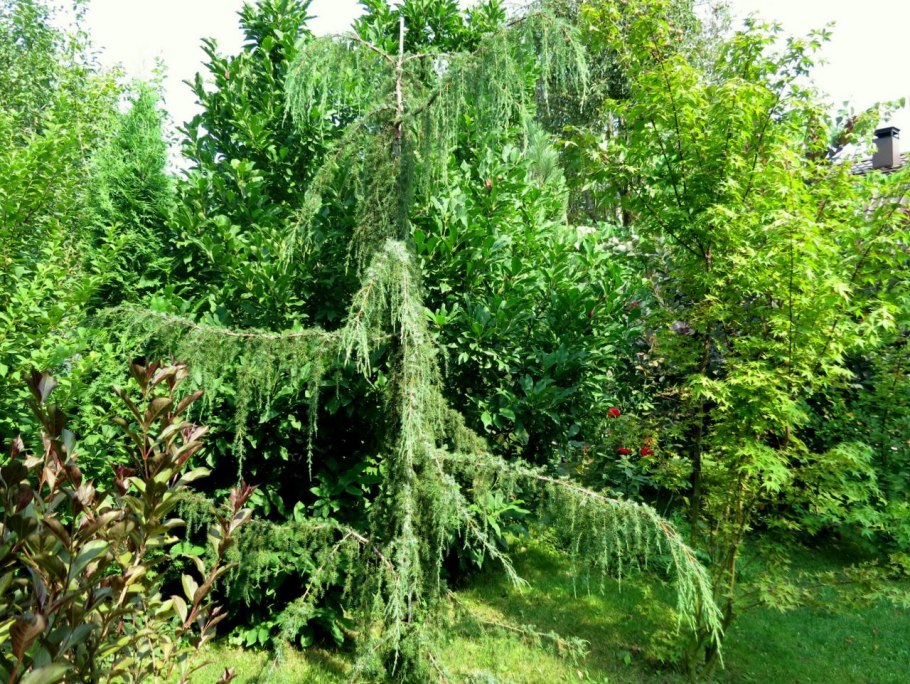 Можжевельник Хорстманн