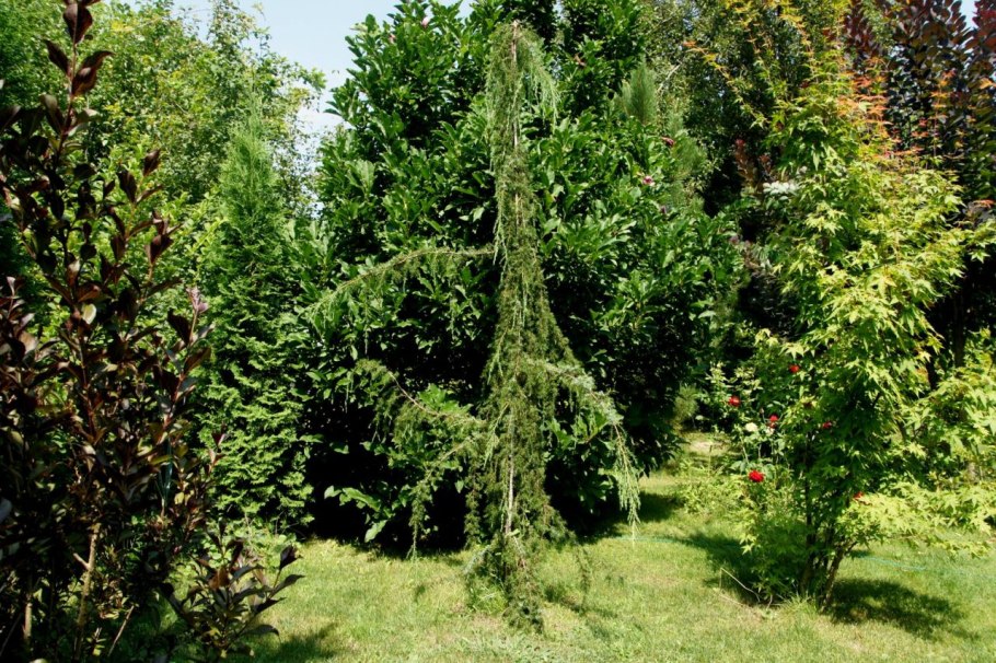 Можжевельник Horstmann