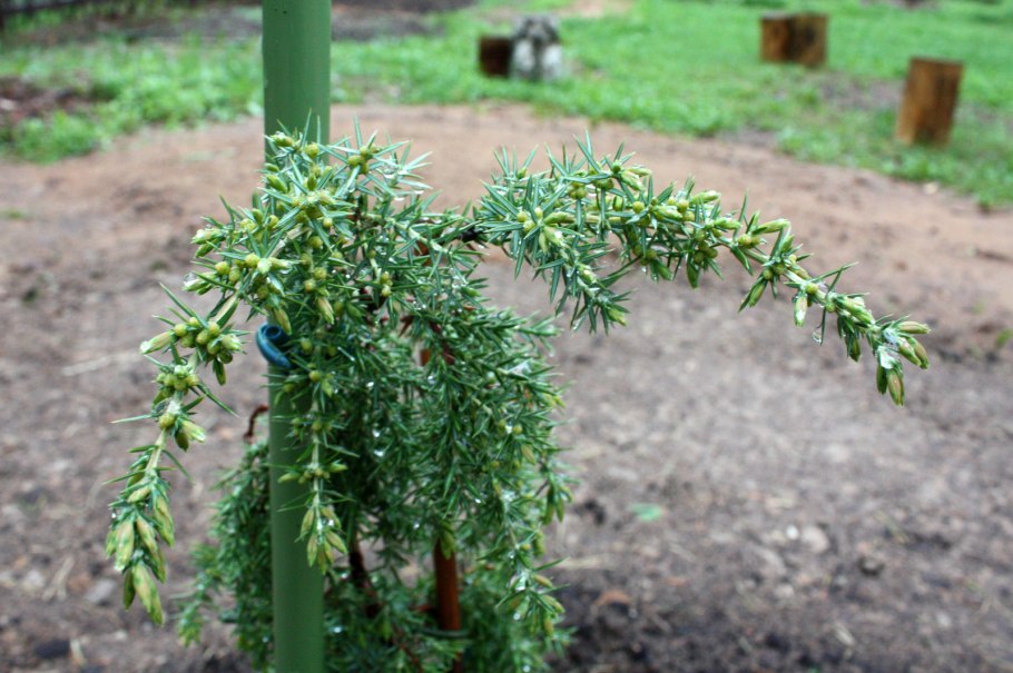 Можжевельник Плакучий Хорстманн