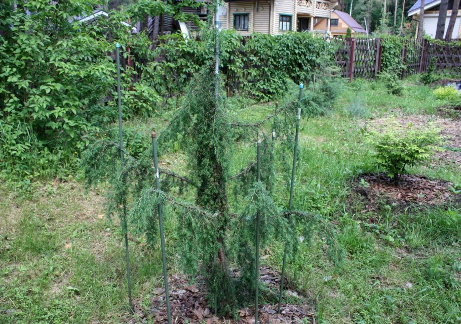 Cedrus Atlantica glauca pendula