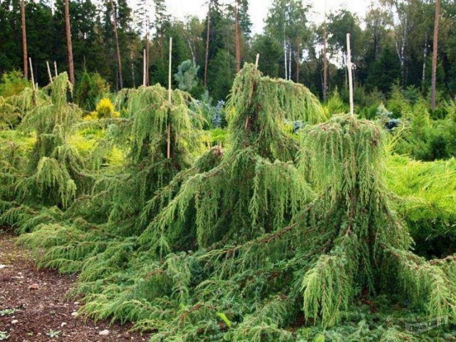 Можжевельник Хортсман