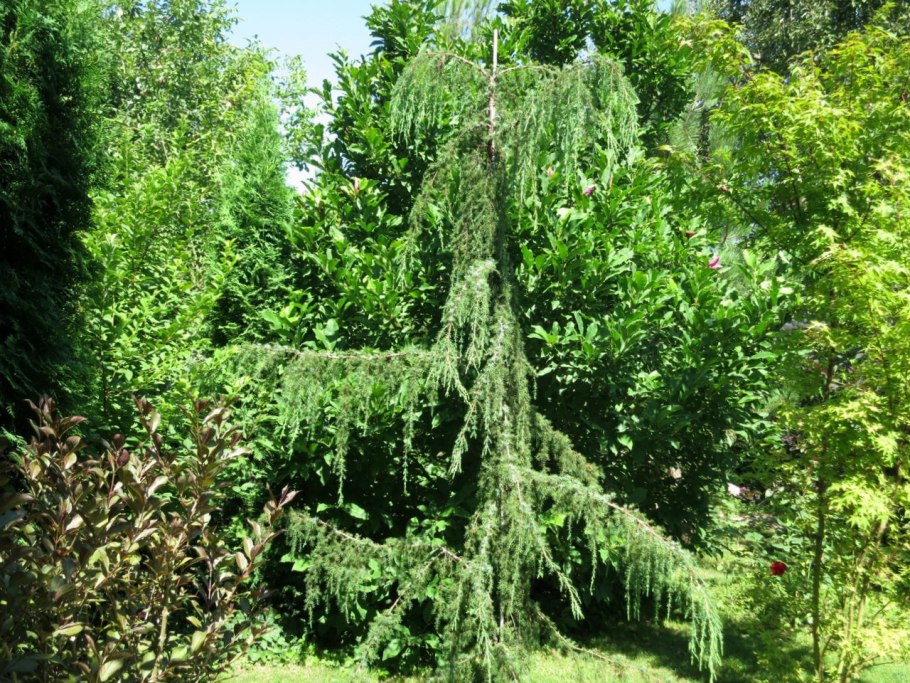 Ель Хорстманн
