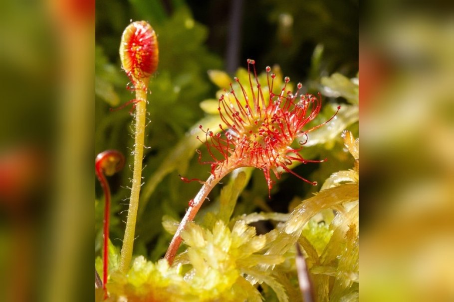 Фильм ужасы про росянку