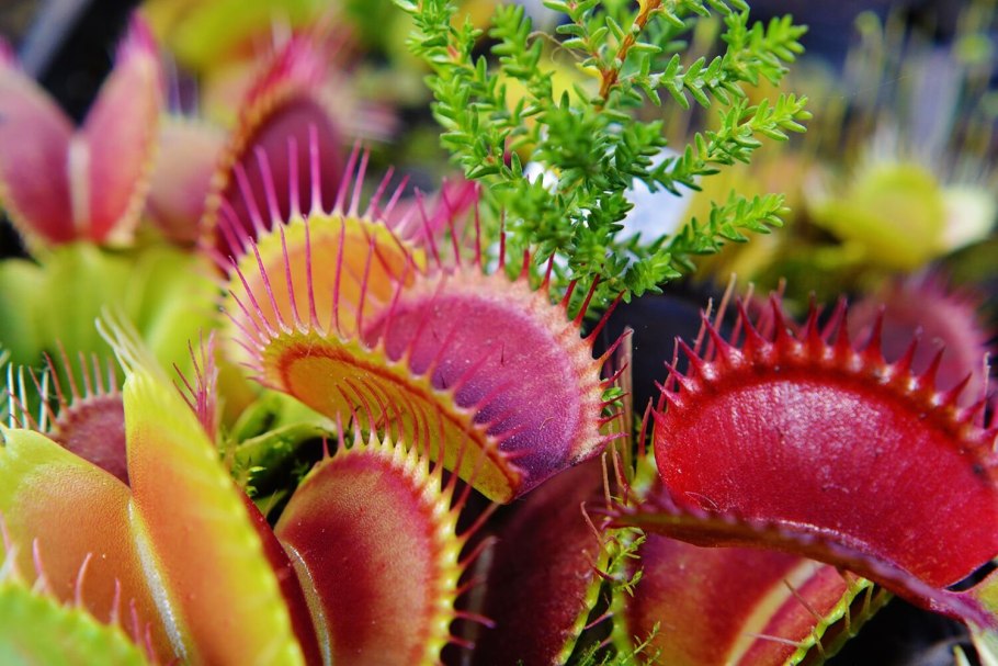 Венерина Дионея