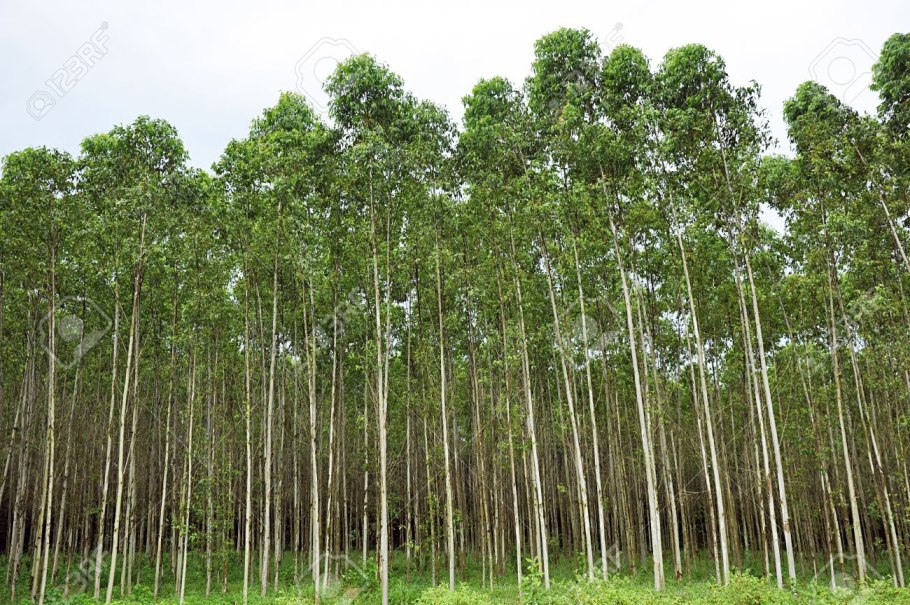 Eucalyptus citriodora