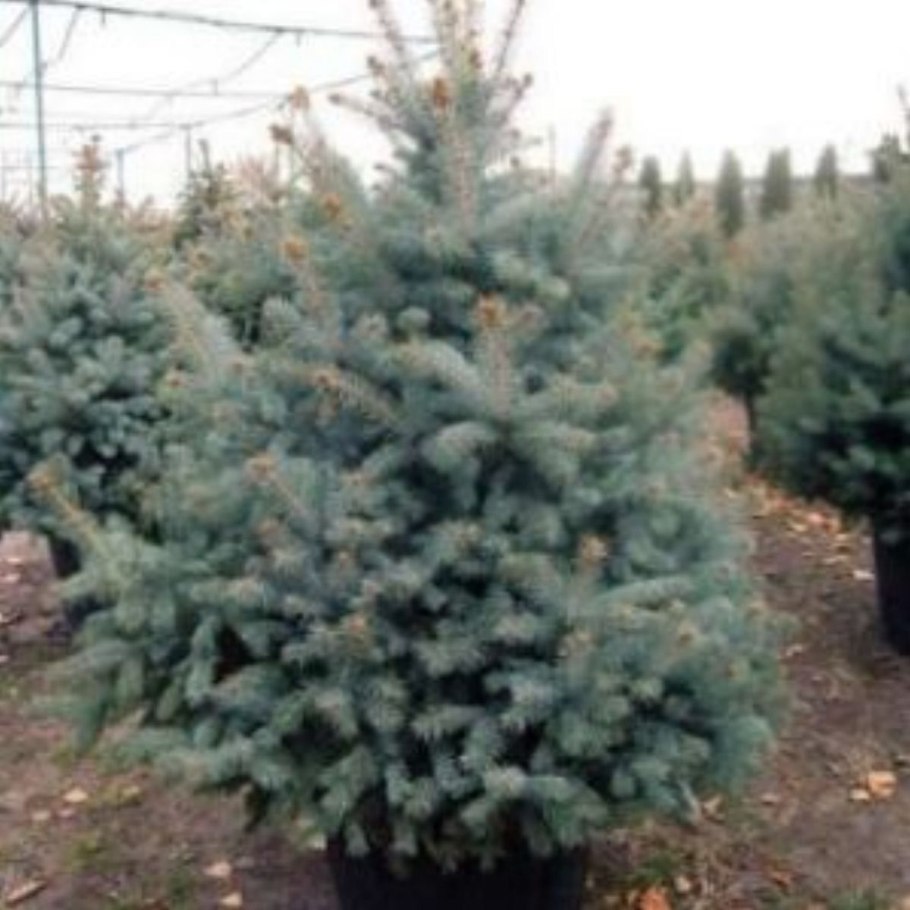 Пихта голубая Живая