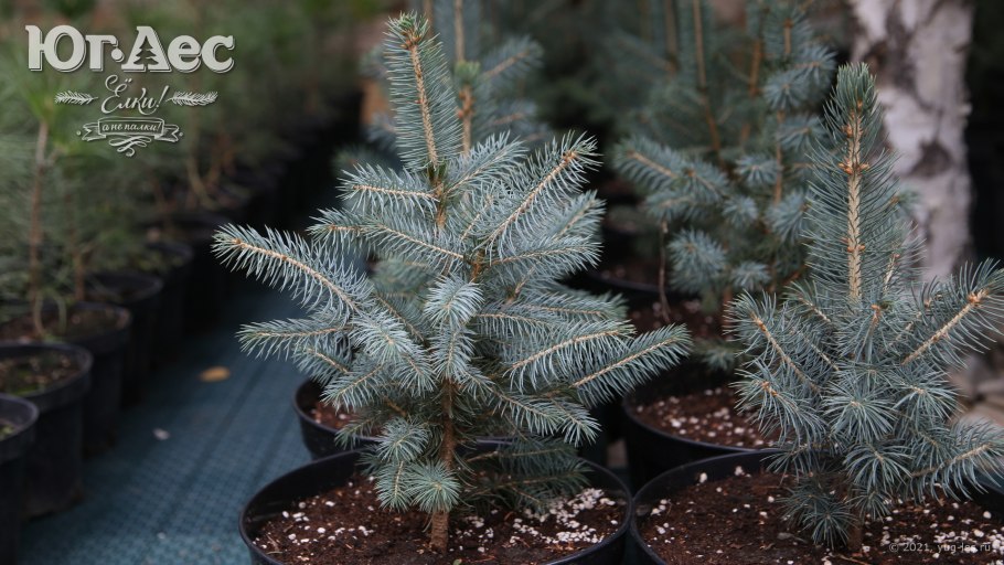 Ель голубая Эдит