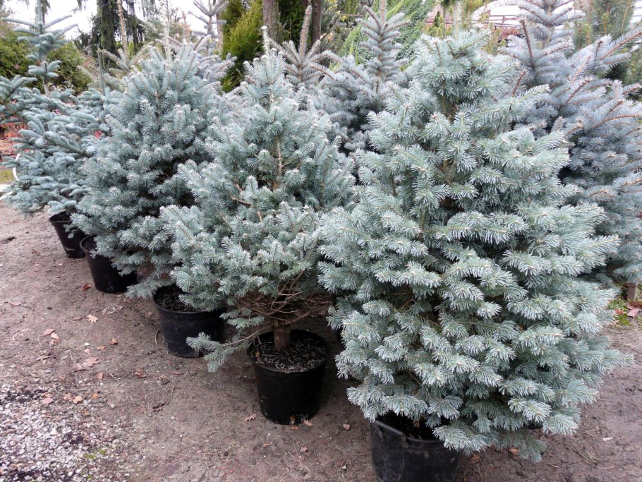 Голубая ель в горшке