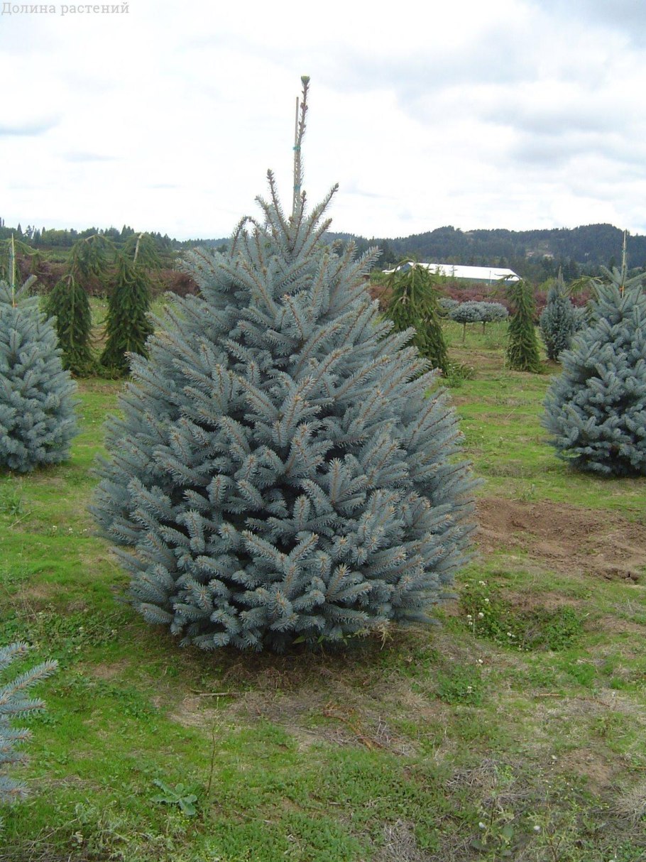 Голубая ель в кадке