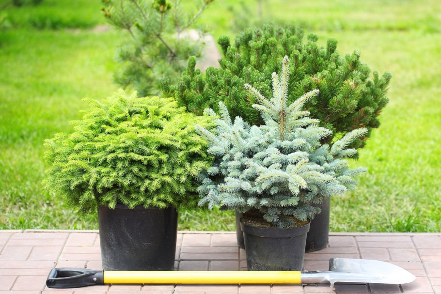 Ель колючая Роял Блу (р9) 812792