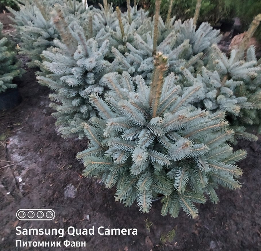 Ель колючая Блю Маунтин