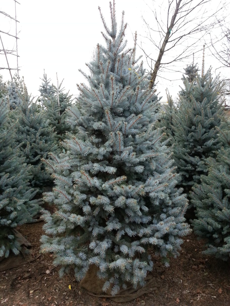 Живая голубая ель