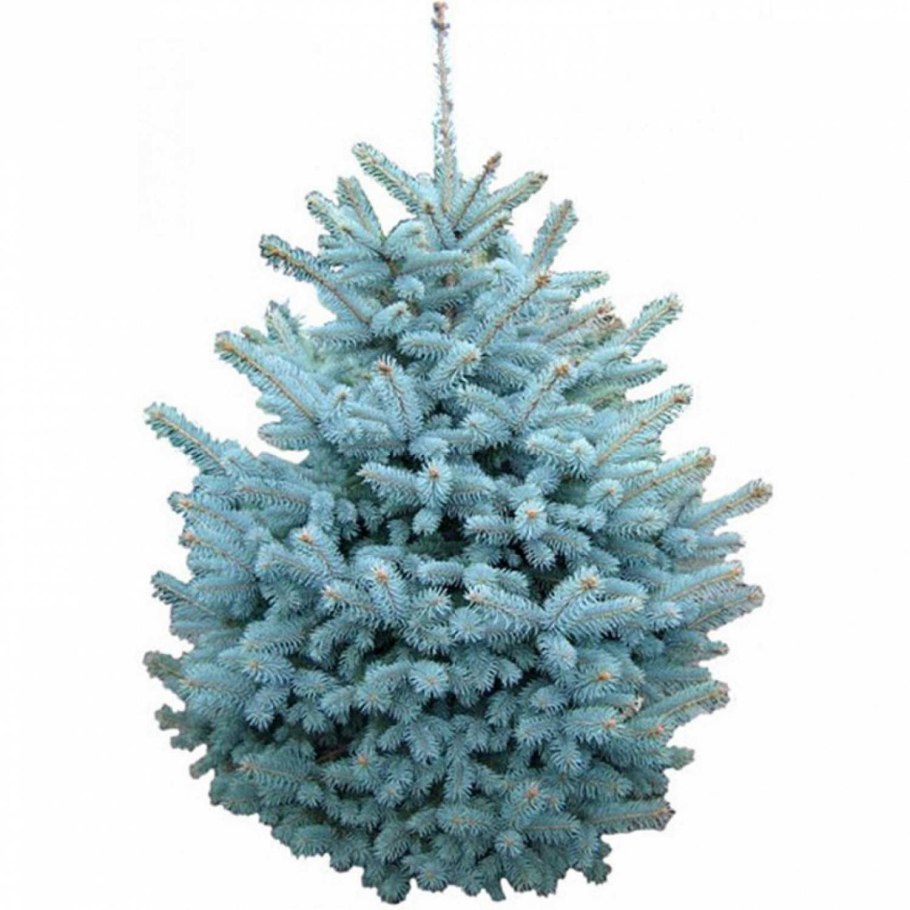 Ель Абиес компакта