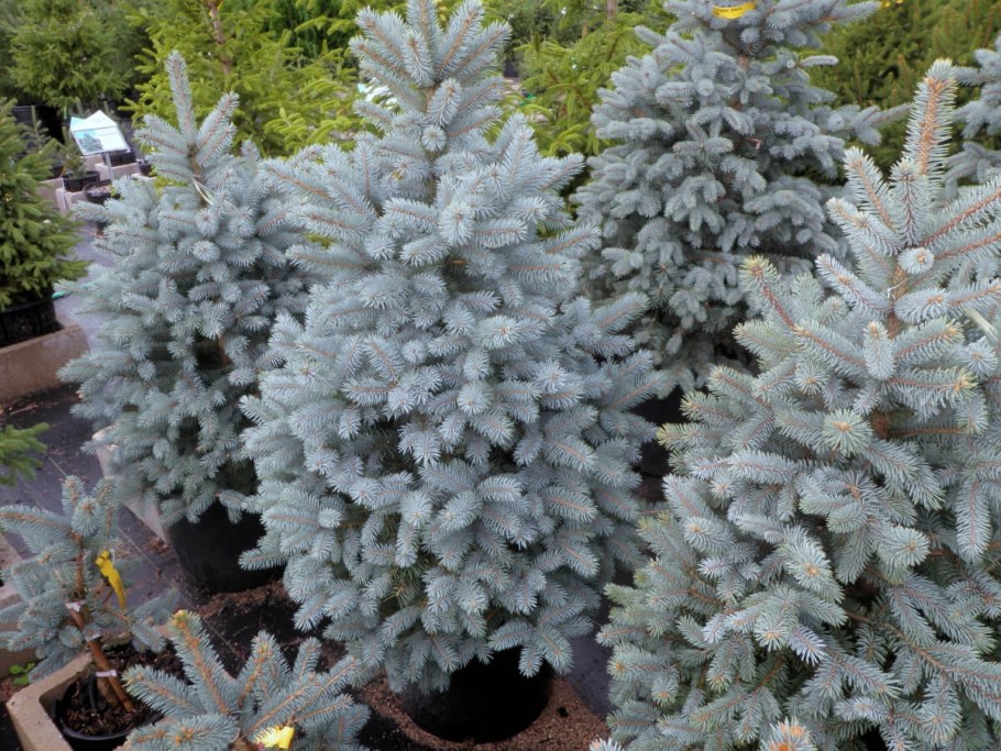 Ель Датская (пихта Нордмана)