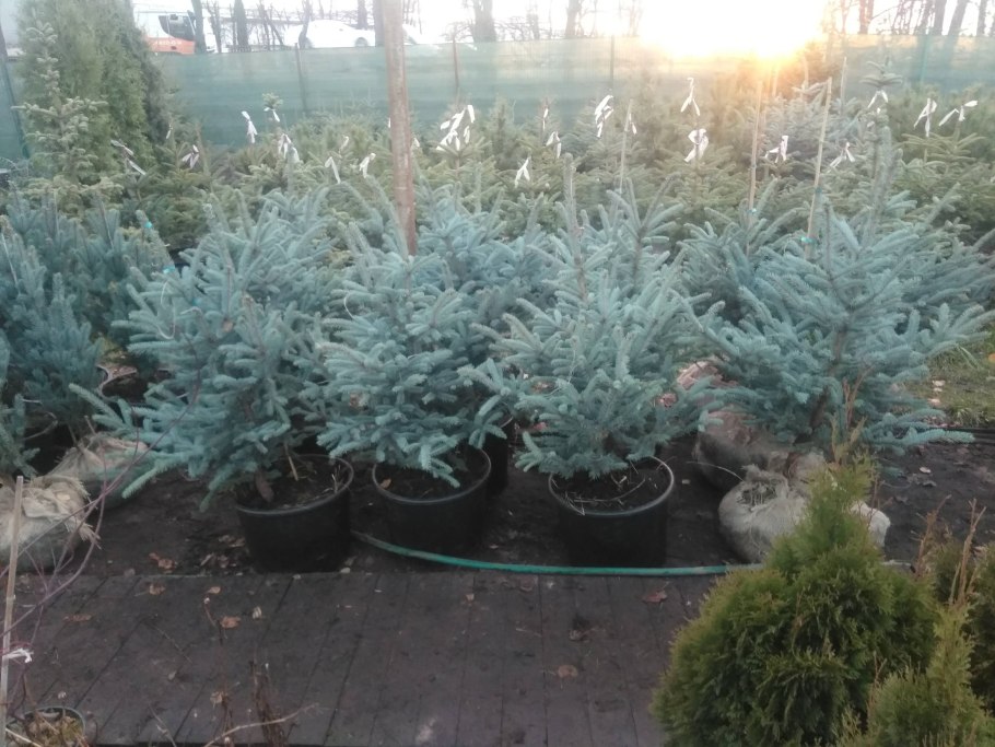 Ель фат Альберт