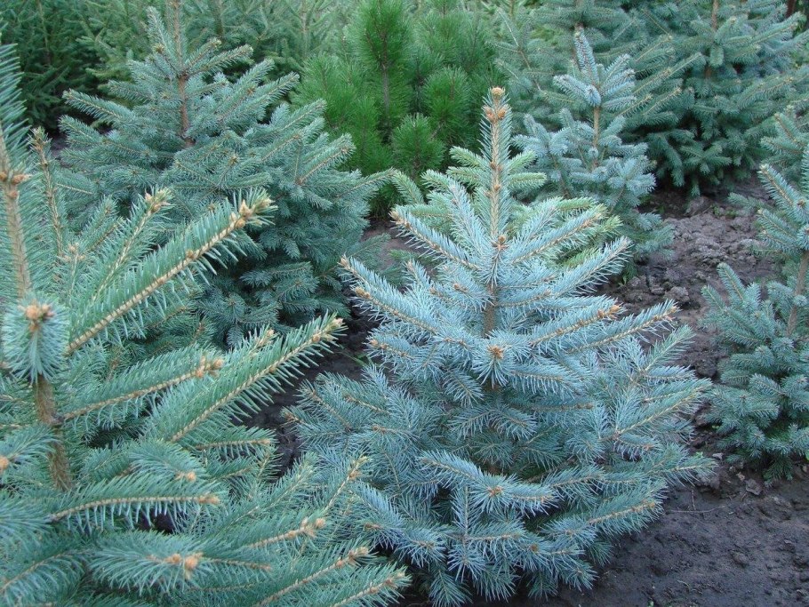 Ель колючая Глаука Аризона Кайбаб