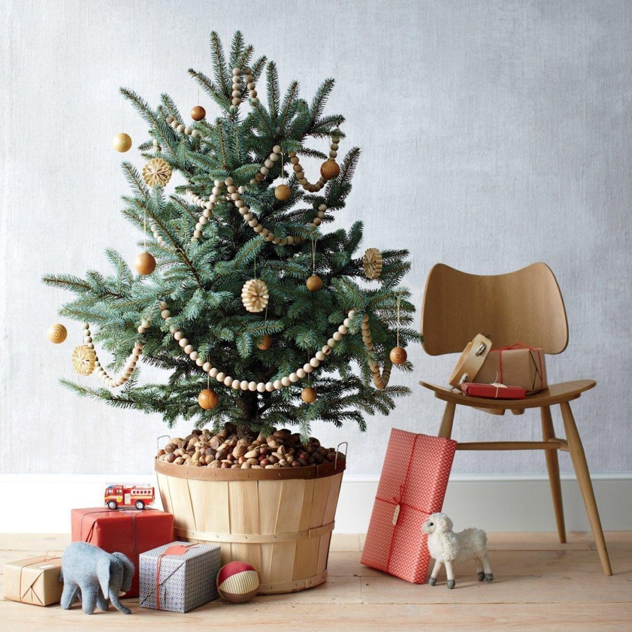 Ель колючая голубая Глаука